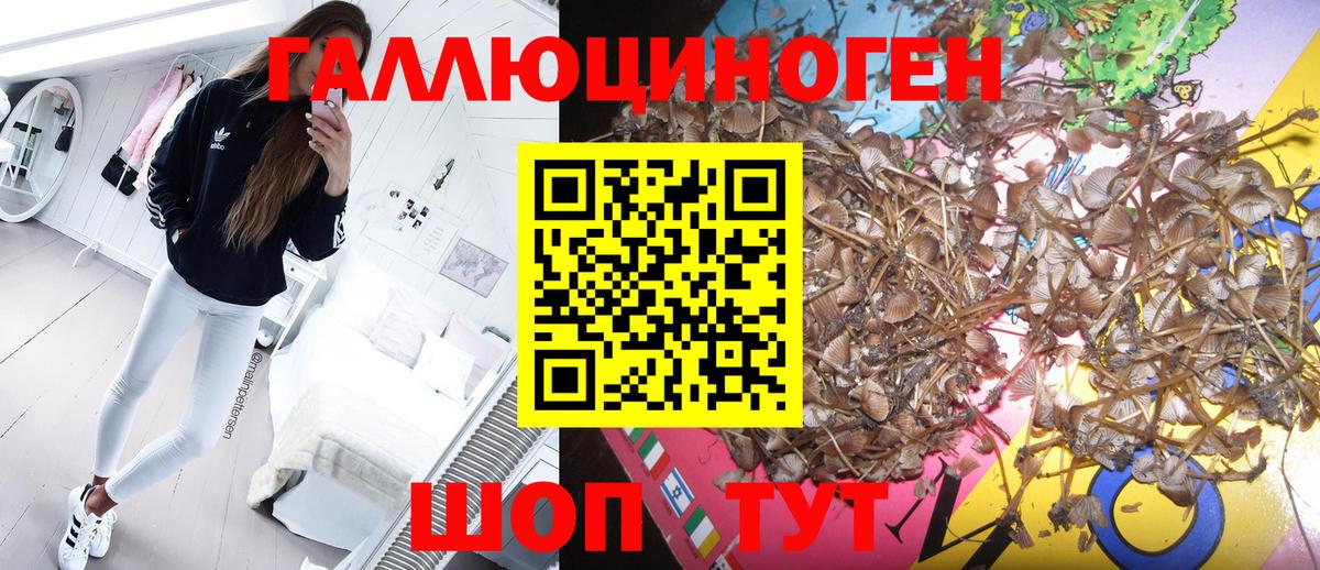 Псилоцибиновые грибы Psilocybe  Вход с VPN  Южноуральск 